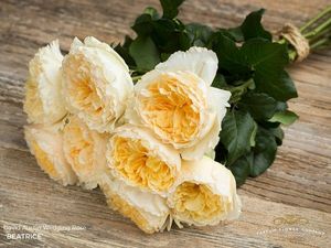ROSE D. AUSTIN BEATRICE 50